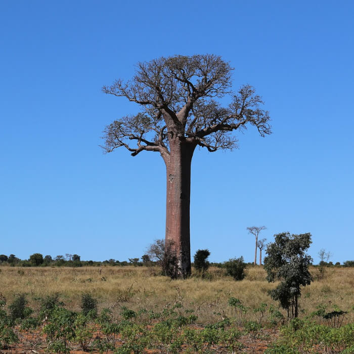 Madagaskar, Baobab
